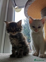 Mixed Breed cats - Advert 3