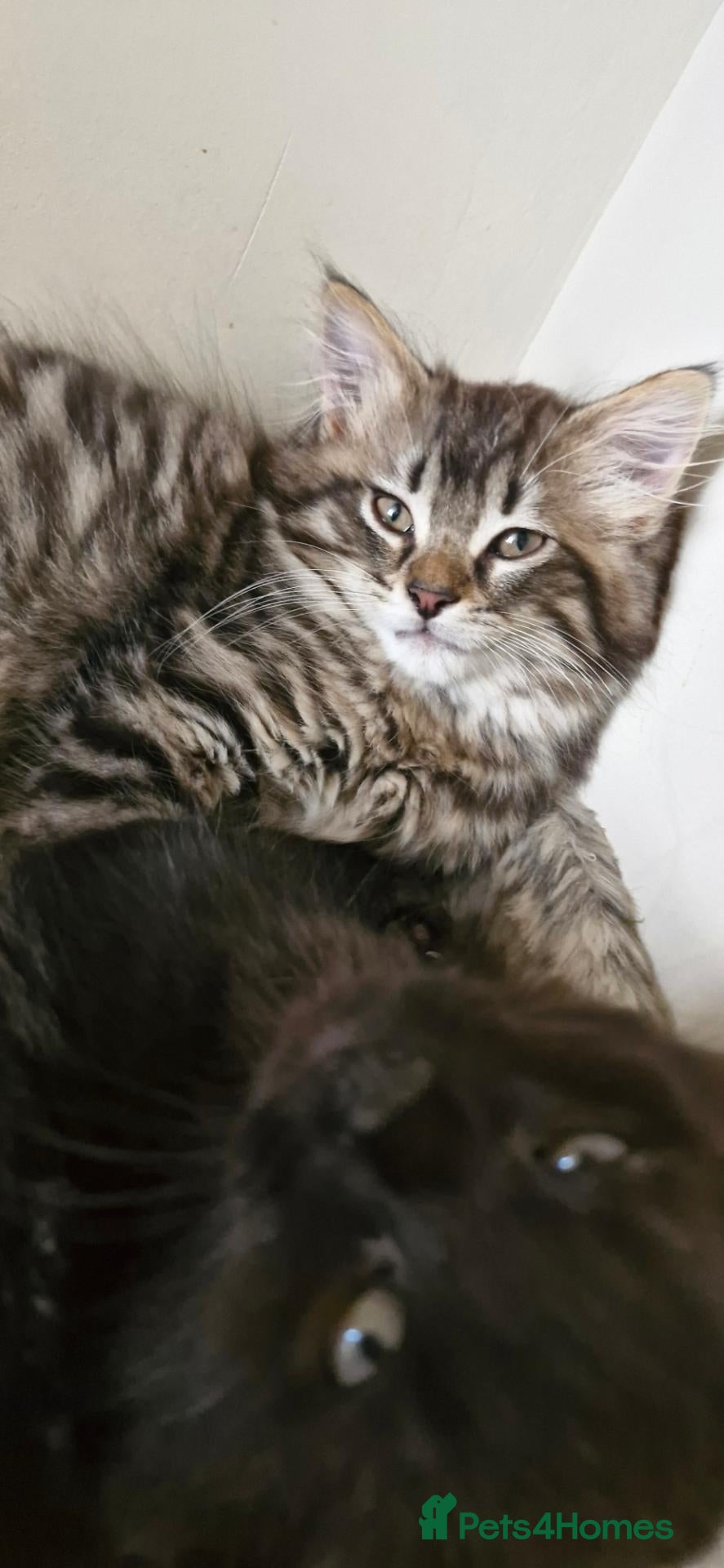 Mixed Breed cats Ragdoll mix kittens, ready to leave now  - Advert 1