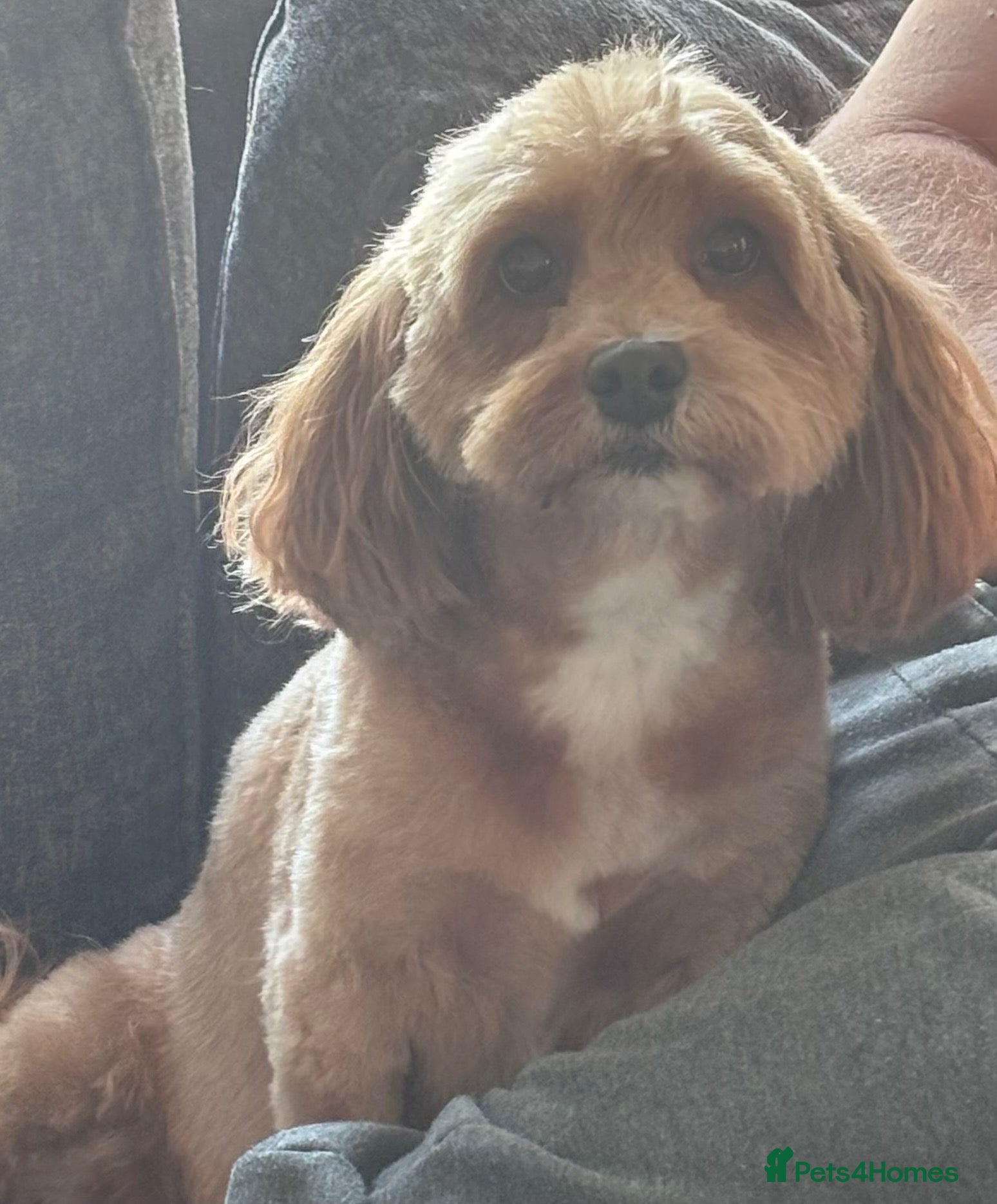 Cavapoo dogs Cavapoo puppies  - Advert 2