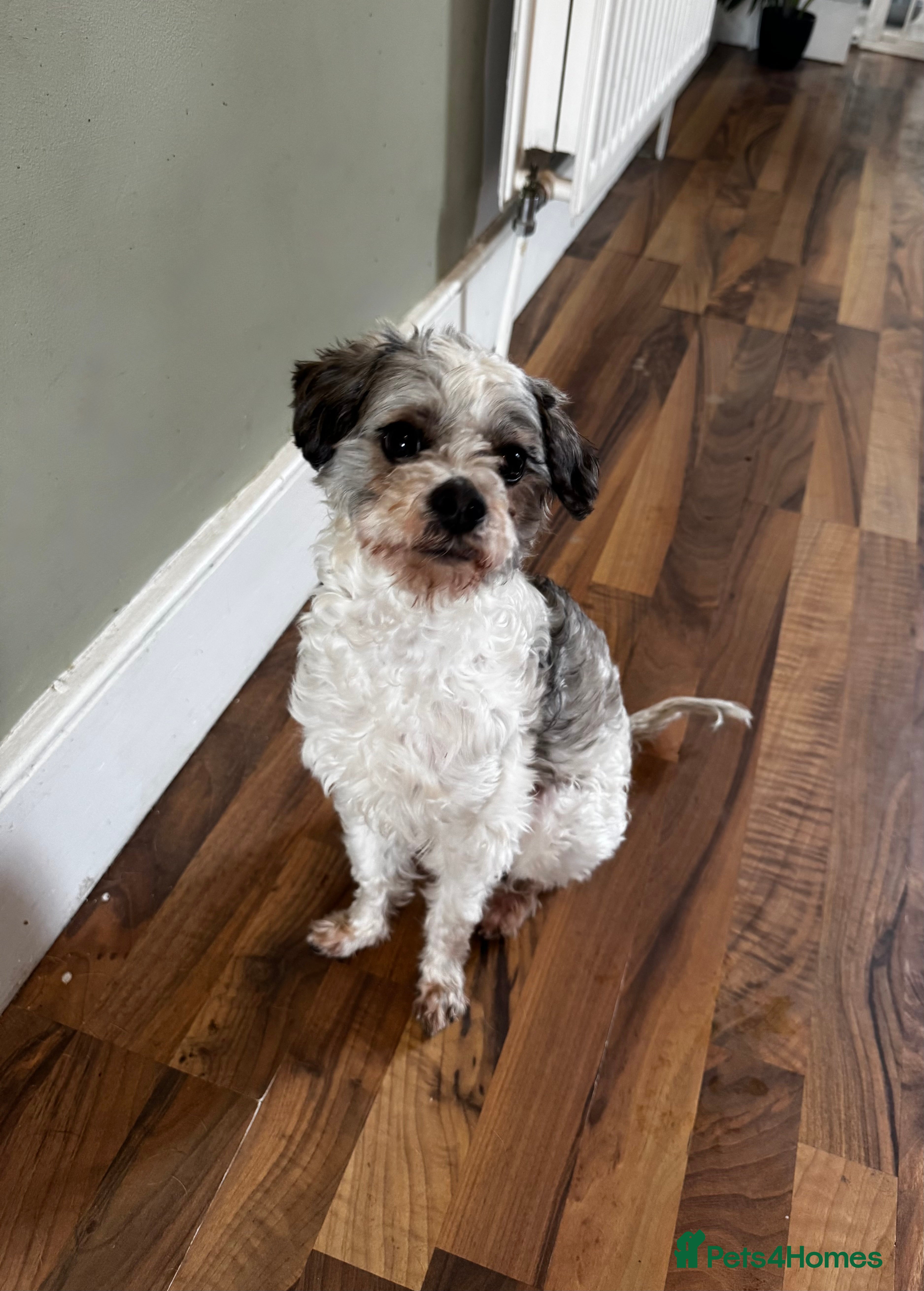 Cavapoo dogs Denny - Toy Cavapoo  - Advert 3