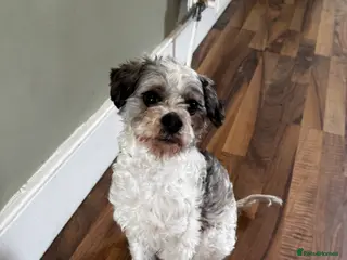 Cavapoo dogs Denny - Toy Cavapoo - Advert 1