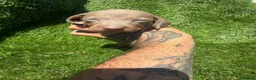 Dachshund dogs for sale: 🐾DWKC REG, DACHSHUND PUPPIES - Advert 7