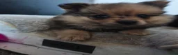 Pomeranian dogs for sale: 3 beautiful pomeranian  - Advert 15