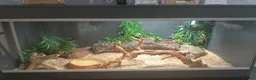 Python Snake reptiles for sale: 2yr old Royal Python and enclosure - Advert 3