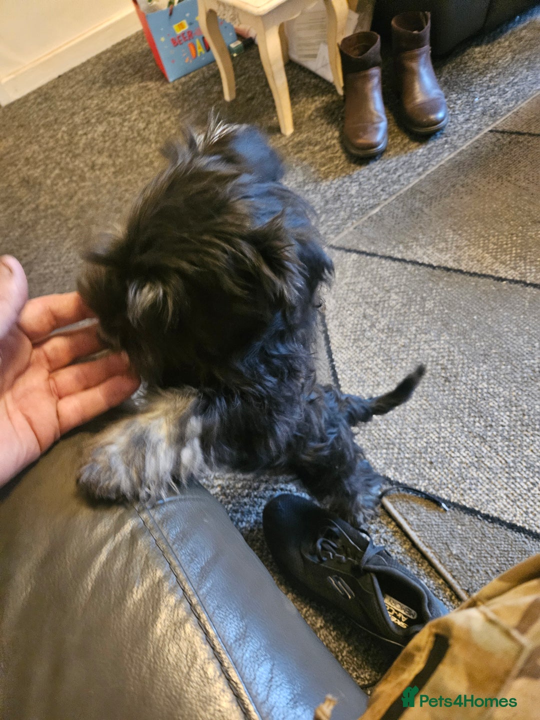 Miniature Schnauzer dogs for sale: Miniture schnauzer pups 2 boys left ready to  - Advert 3