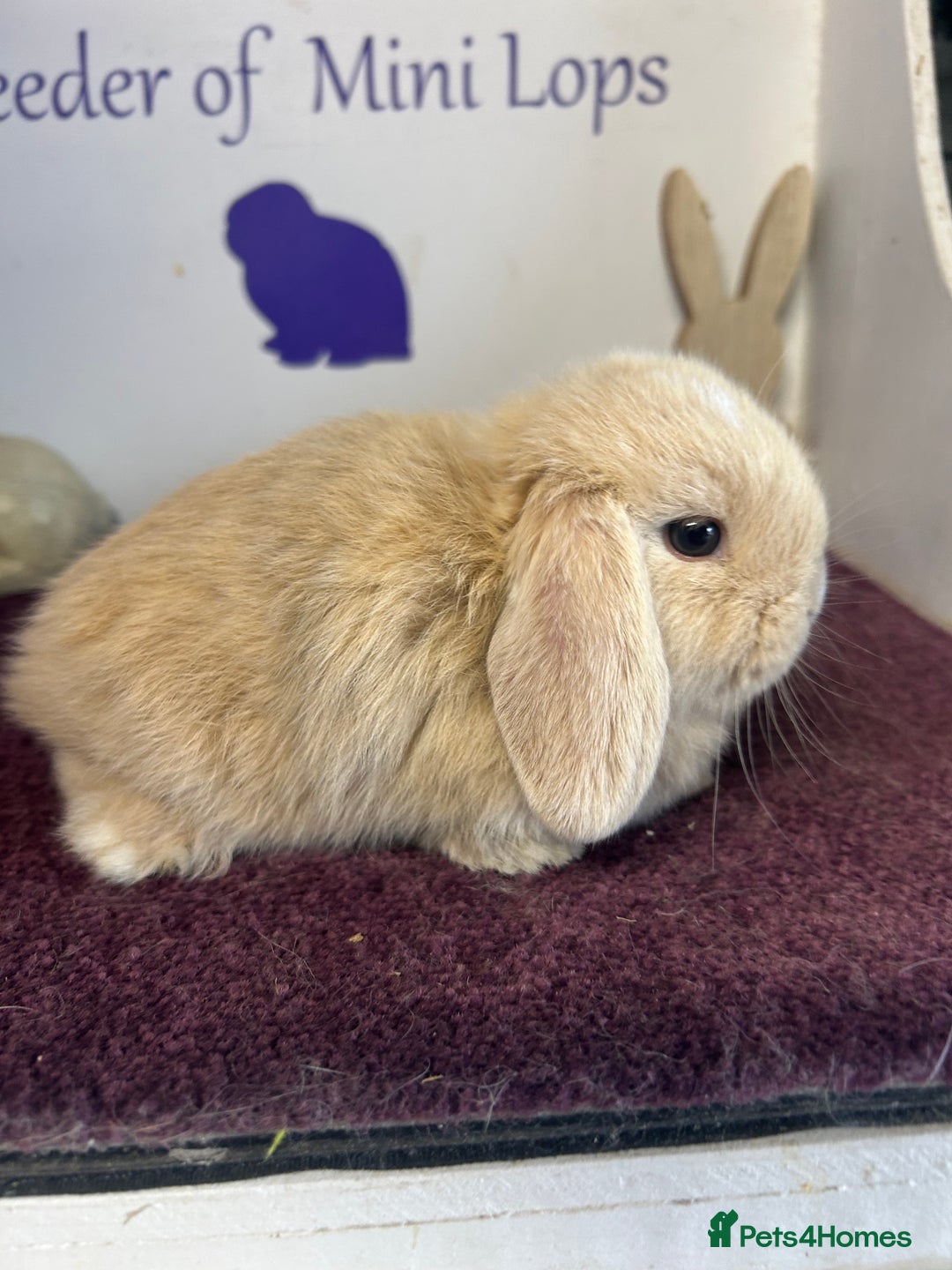 Mini Lop rabbits for sale: Beautiful litter of mixed mini lops  - Image 6