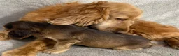Cocker Spaniel dogs for sale: Show-type cocker spaniels in Maidstone - Advert 14