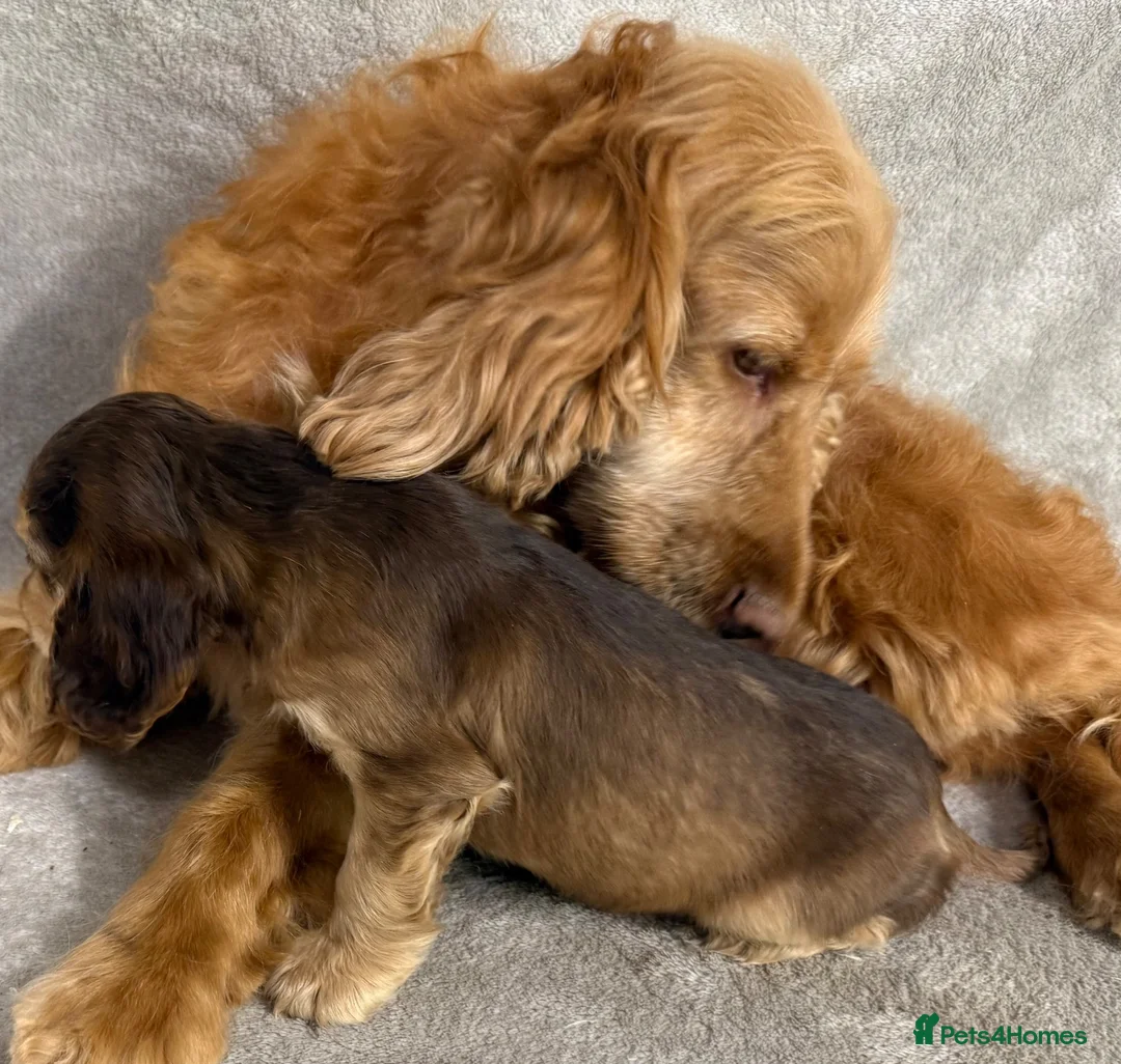 Cocker Spaniel dogs for sale: Show-type cocker spaniels in Maidstone - Advert 14