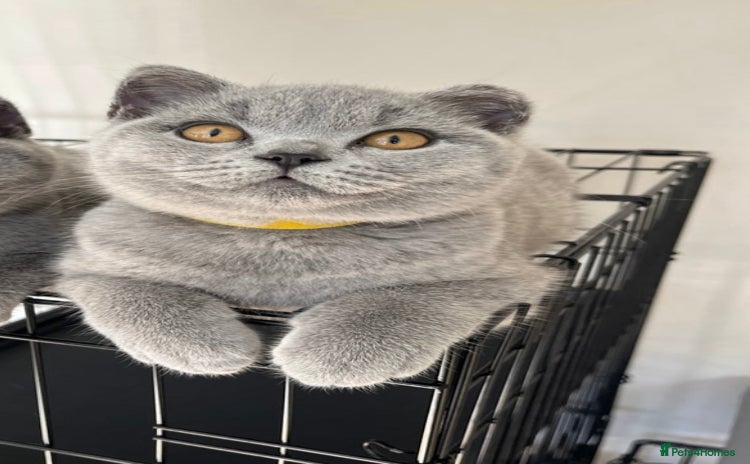 British Shorthair cats for sale - Advert 1