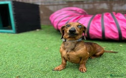 Miniature Dachshund dogs for sale: Stunning miniature daschund puppies  - Image 14