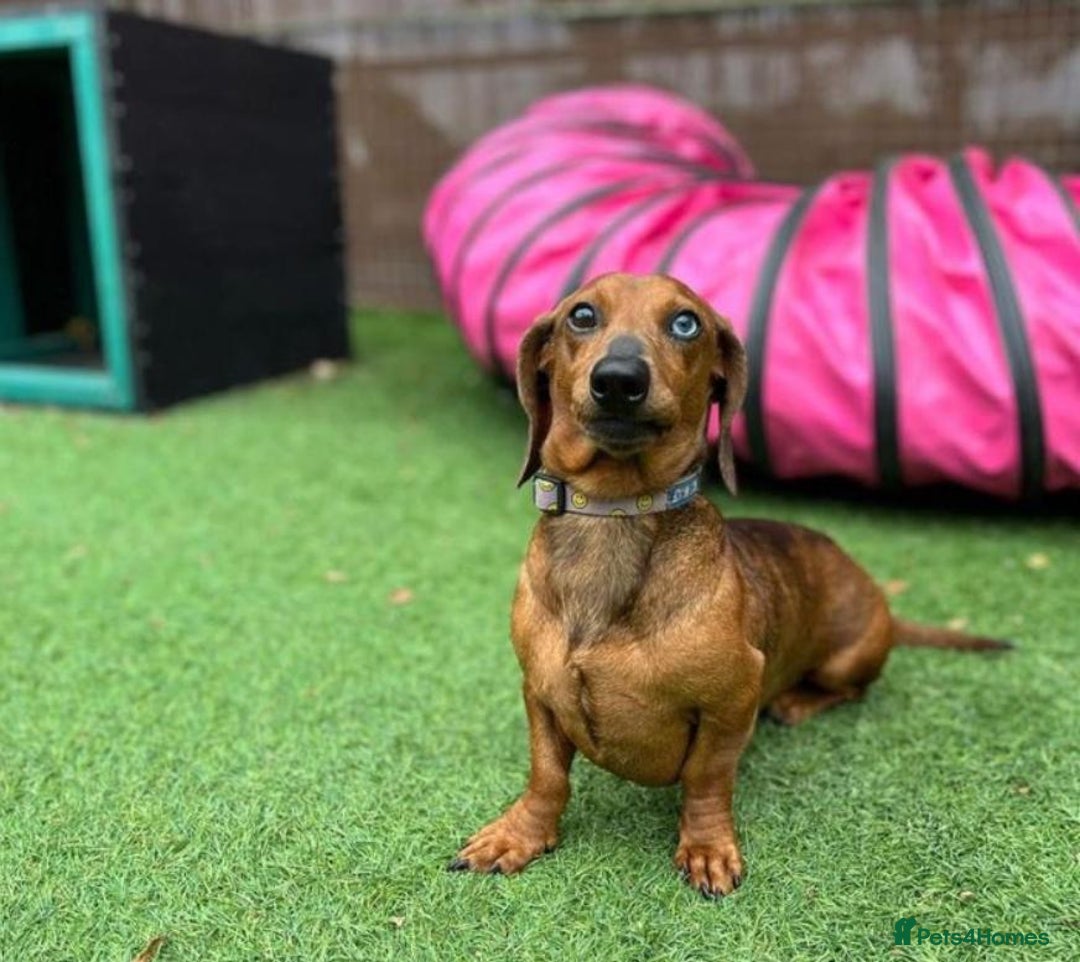 Miniature Dachshund dogs for sale: Stunning miniature daschund puppies  - Image 14