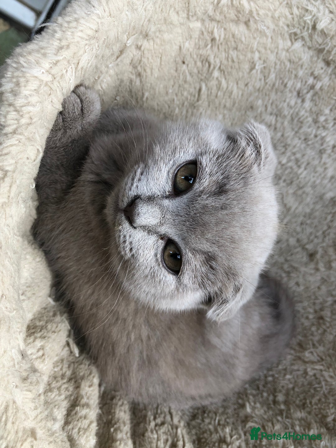 Scottish Fold cats for sale: Scottish fold and straight - Image 8
