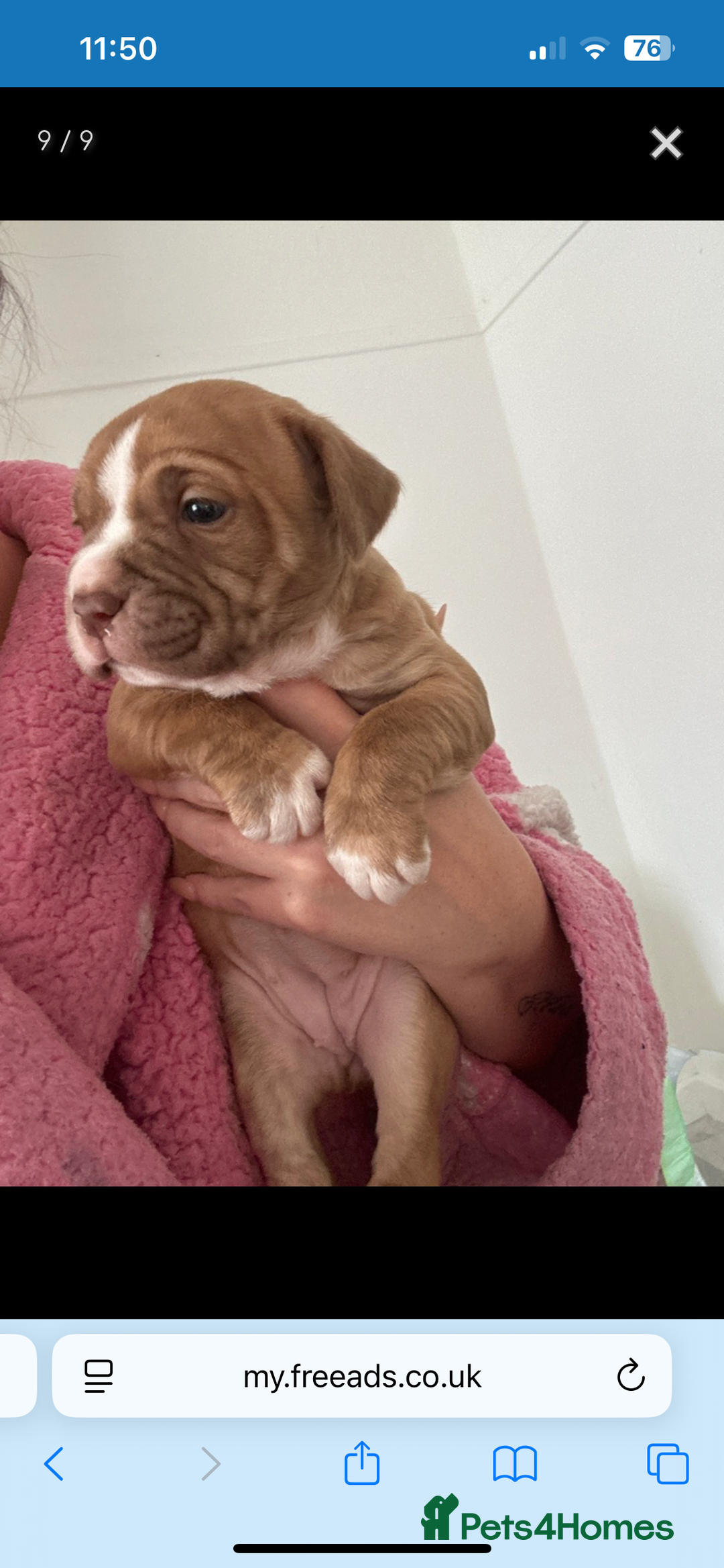 Mixed Breed dogs for sale: Narla - Image 4