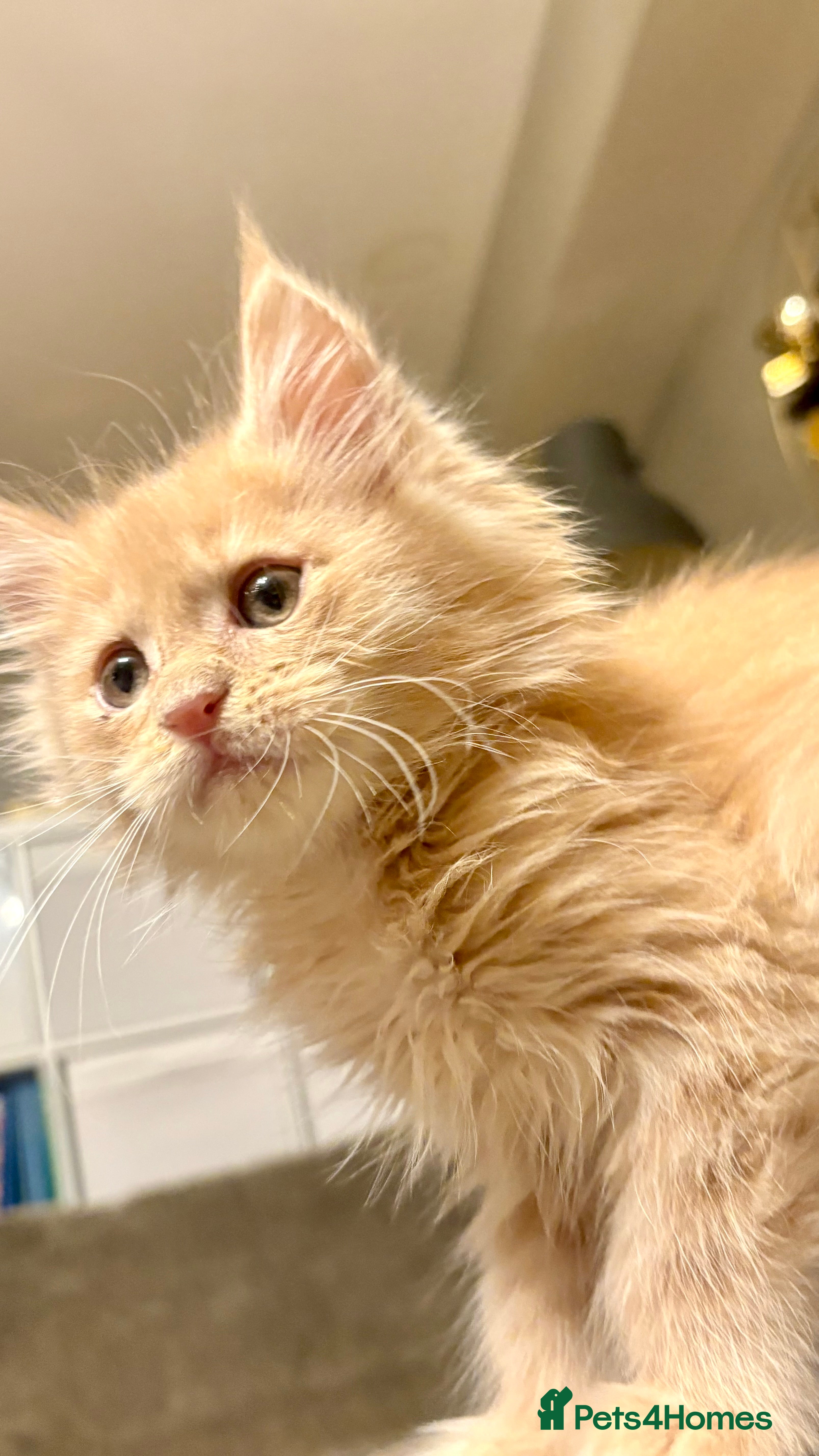 Maine Coon cats Pedigree Maine coons - Advert 8