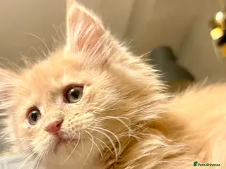 Maine Coon cats Pedigree Maine coons - Advert 8