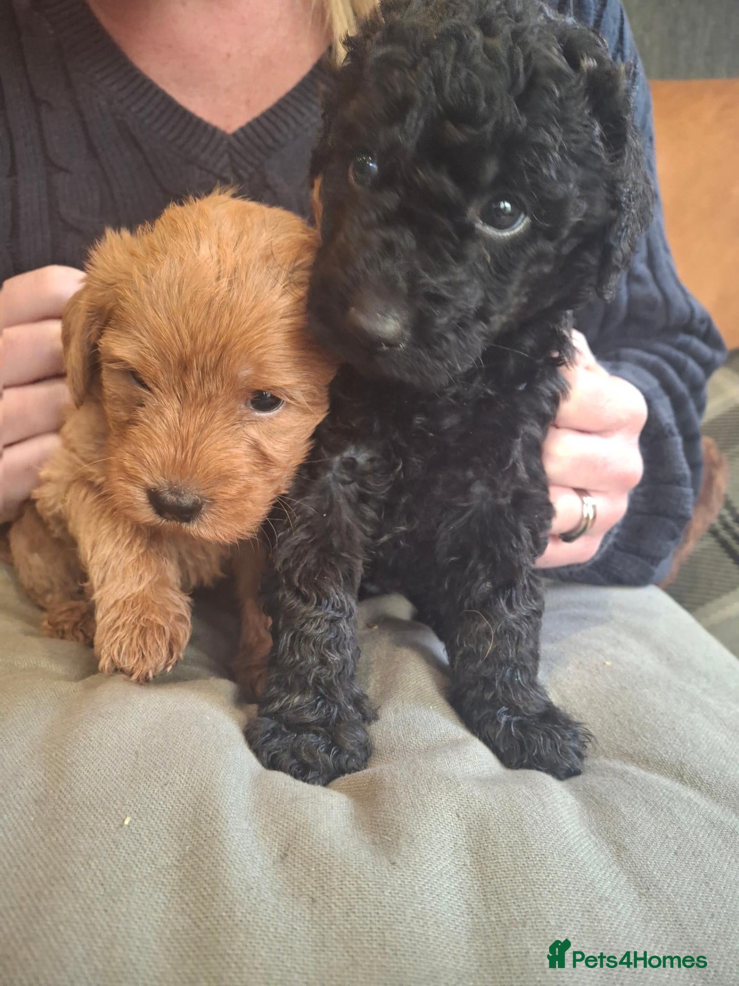 Labradoodle dogs Beautiful Labradoodle Puppies Available  - Advert 1