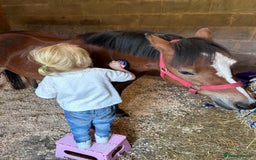 Welsh Section A horses for sale: 12hh section a gelding bombproof - Image 8