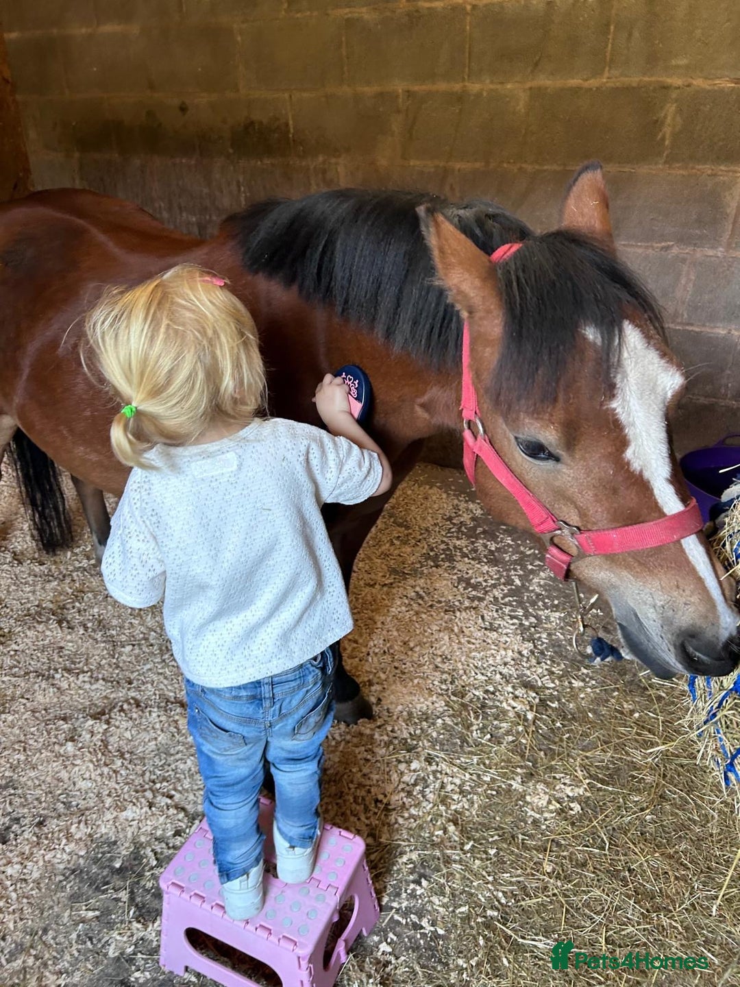 Welsh Section A horses for sale: 12hh section a gelding bombproof - Image 8