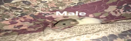 Rat rodents for sale: Fancy Rats  in Brandon - Advert 6