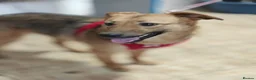 Mixed Breed dogs for adoption: ❤️🐶 MALTA – EASY TO LOVE, EASY TO LIVE WITH in Burton-on-Trent - Advert 10