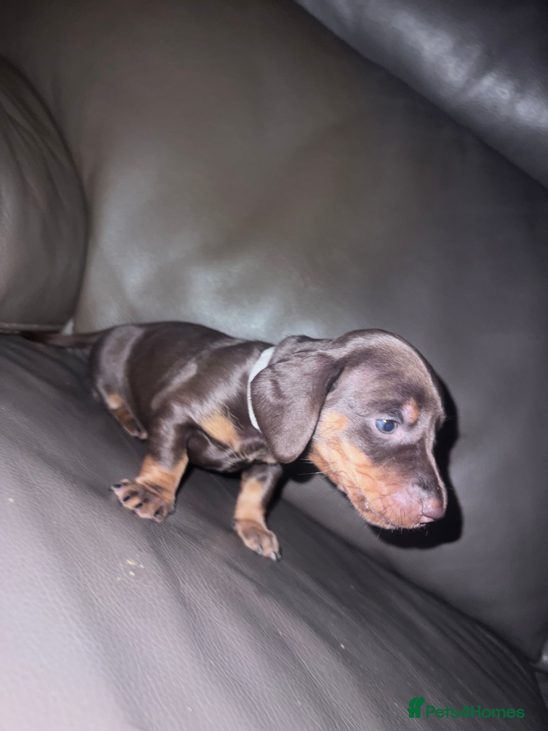 Dachshund dogs for sale: miniature dachshund - Advert 8