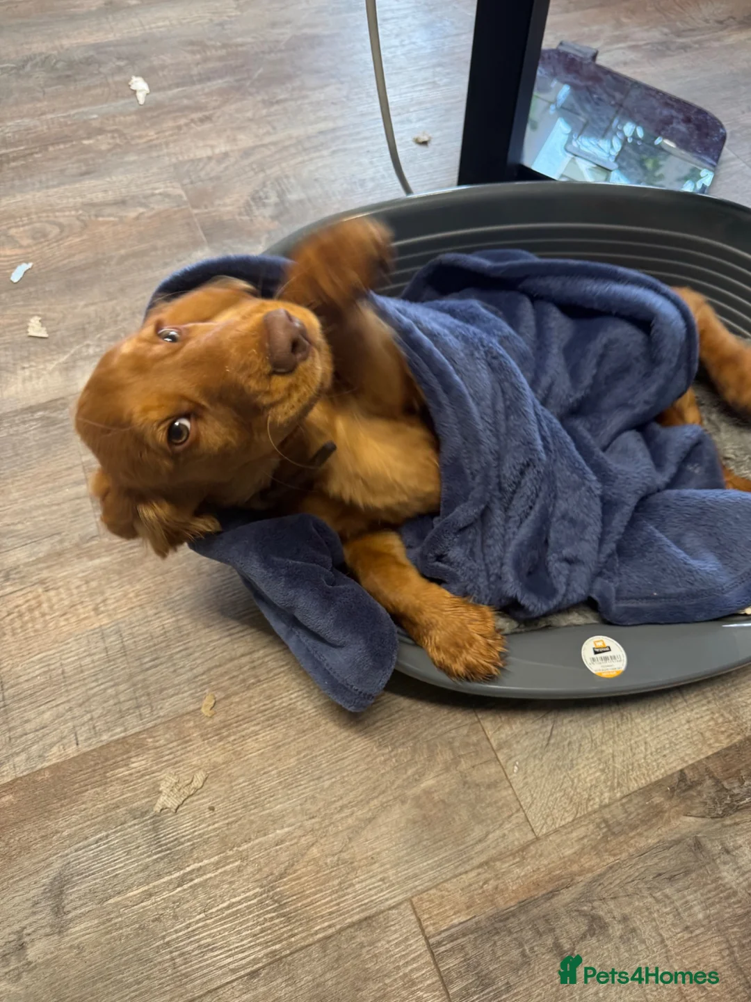 Cocker Spaniel dogs for sale: Cocker Spaniel for rehoming in Spalding - Advert 8