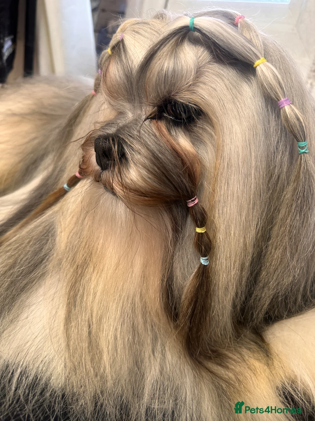 Lhasa Apso dogs for stud: KC Reg, Lhasa Apso Stud - Advert 1