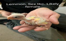 Parakeets birds for sale: Hand reared baby kakarikis - Advert 7