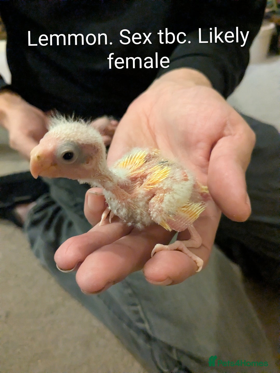 Parakeets birds for sale: Hand reared baby kakarikis - Advert 7