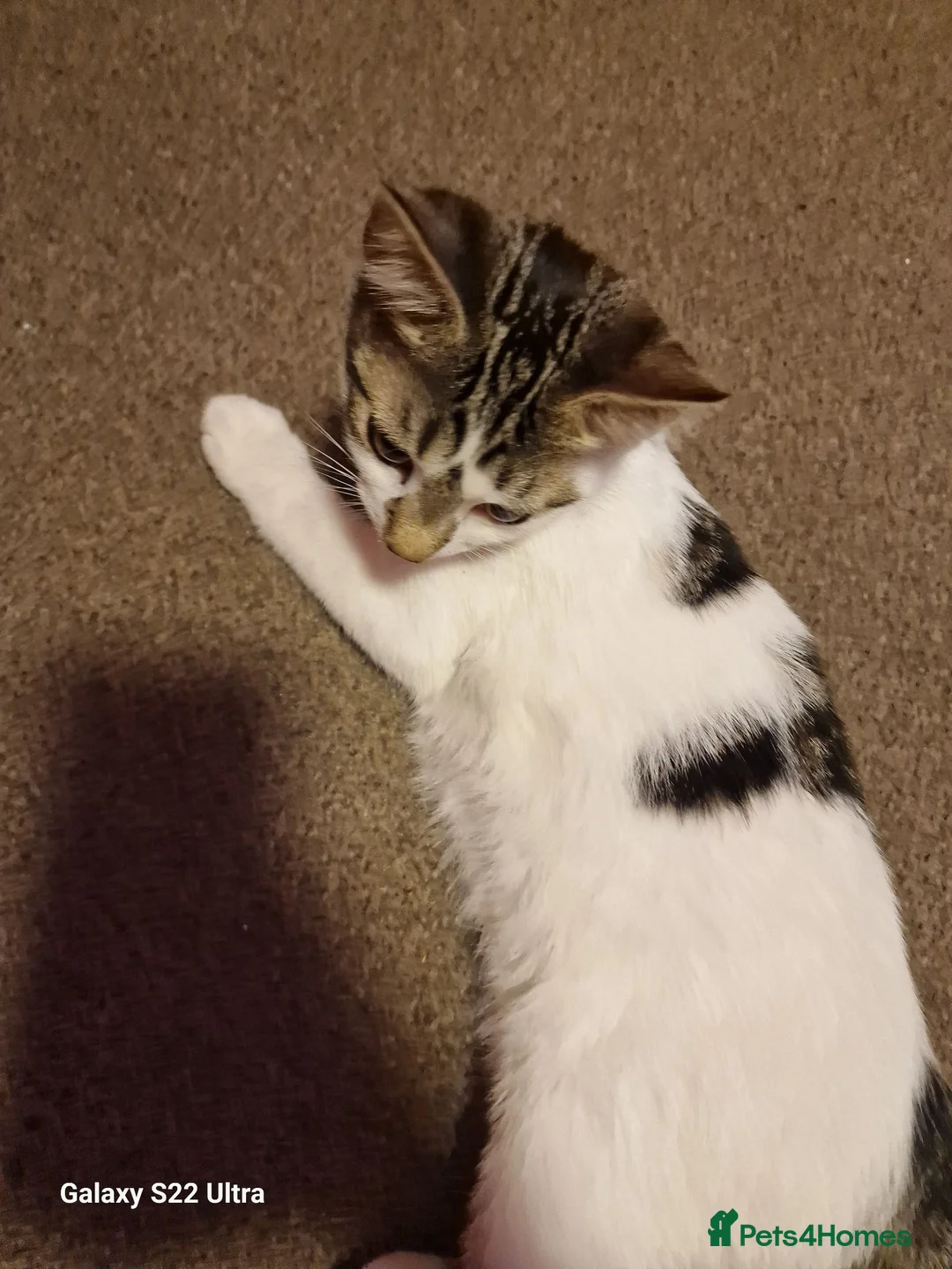 Mixed Breed cats for sale: Kittens - Advert 2