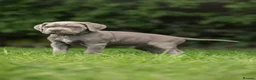 Cane Corso dogs for sale: 5 Towns Italian cane corso spring litter  - Advert 34