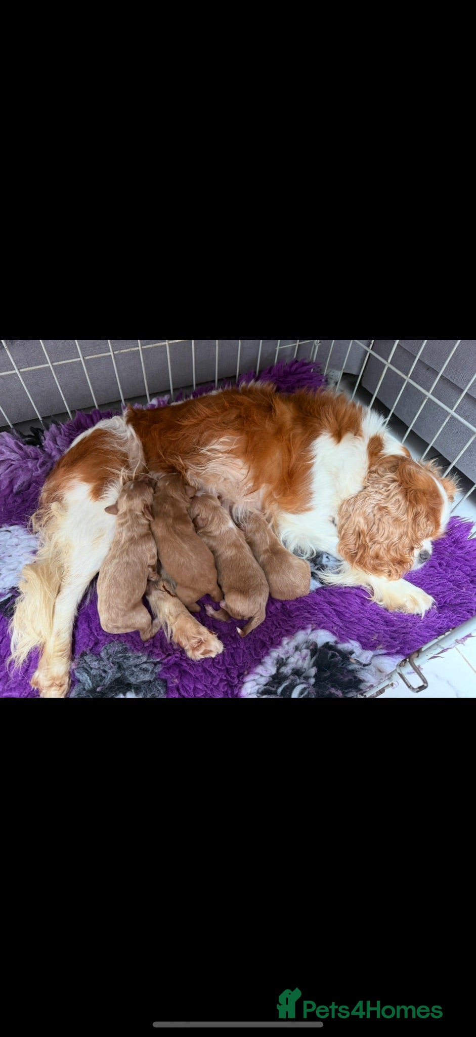 Cavapoo dogs Beautiful Extensively Health Tested F1 Cavapoos🐶 - Advert 2
