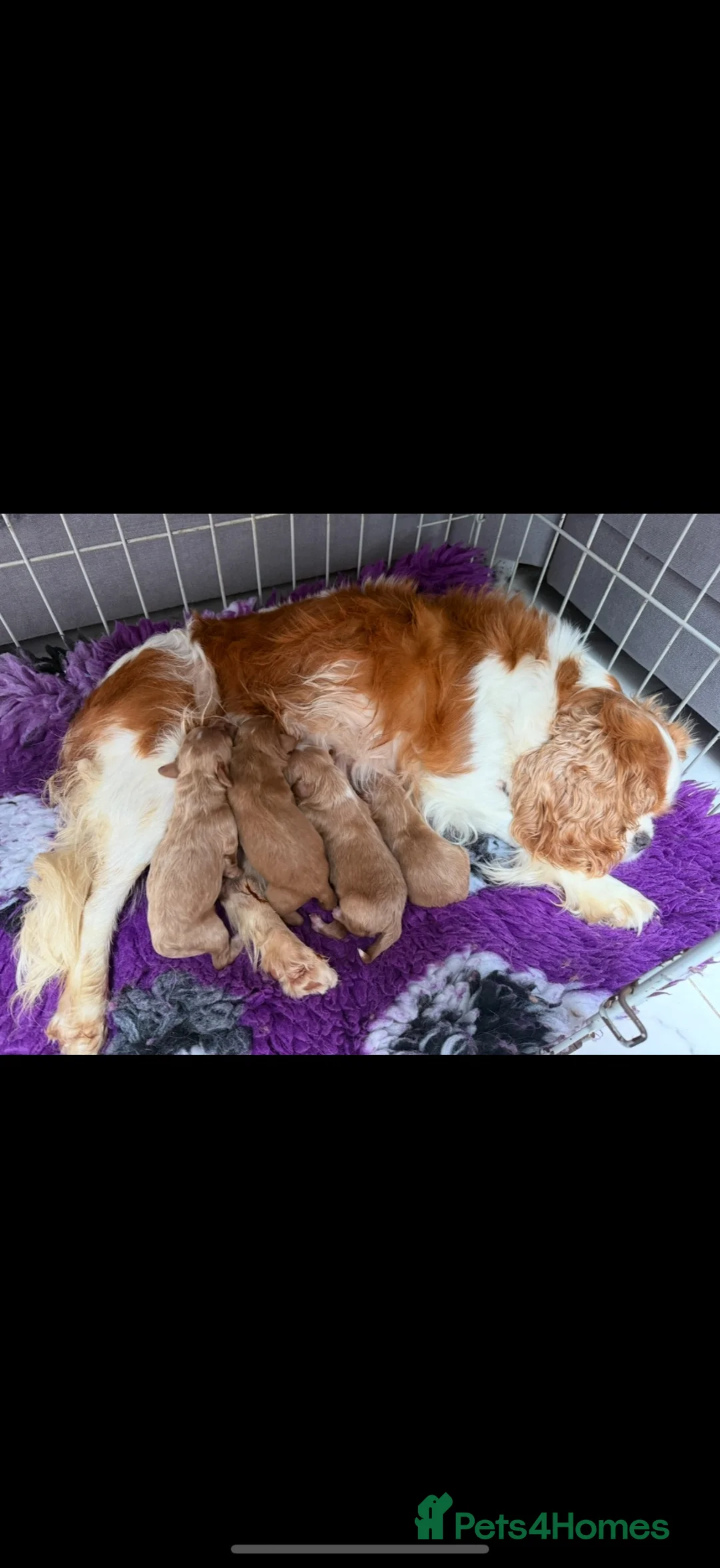 Cavapoo dogs for sale: Beautiful Extensively Health Tested F1 Cavapoos🐶 - Advert 2