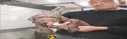 Sprocker dogs for sale: Sproker spaniel pups  - Advert 22