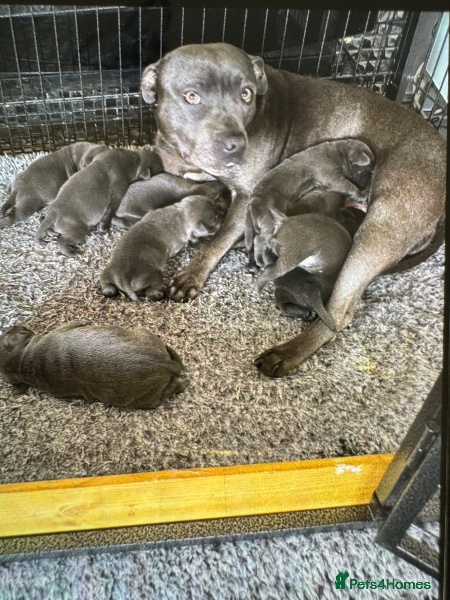 Staffordshire Bull Terrier dogs staff puppy for sale ready to go - Advert 3