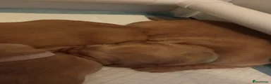 Golden Retriever 3