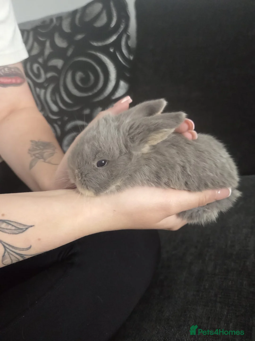Mini Lop rabbits for sale: Baby min lops  in Folkestone - Advert 1