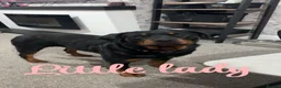 Rottweiler dogs for sale: Female Rottweiler  - Advert 4
