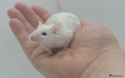 Mouse rodents for sale: male baby fancy mice (read description).  - Advert 3