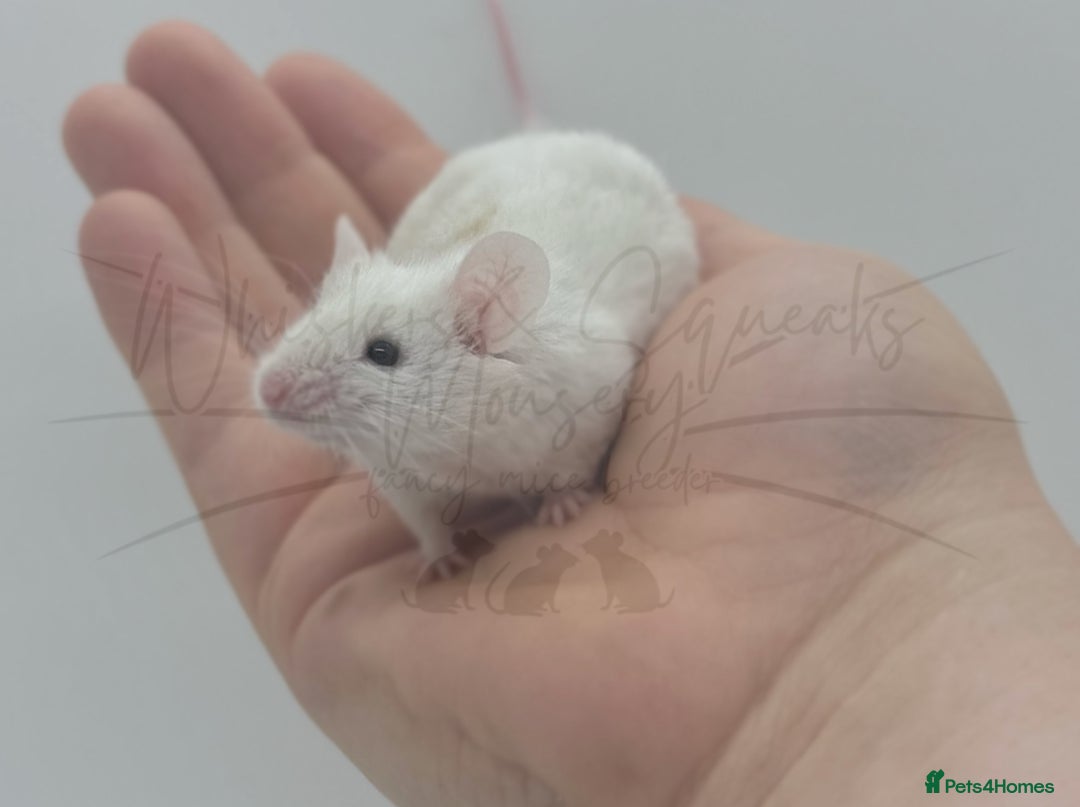 Mouse rodents for sale: male baby fancy mice (read description).  - Advert 3
