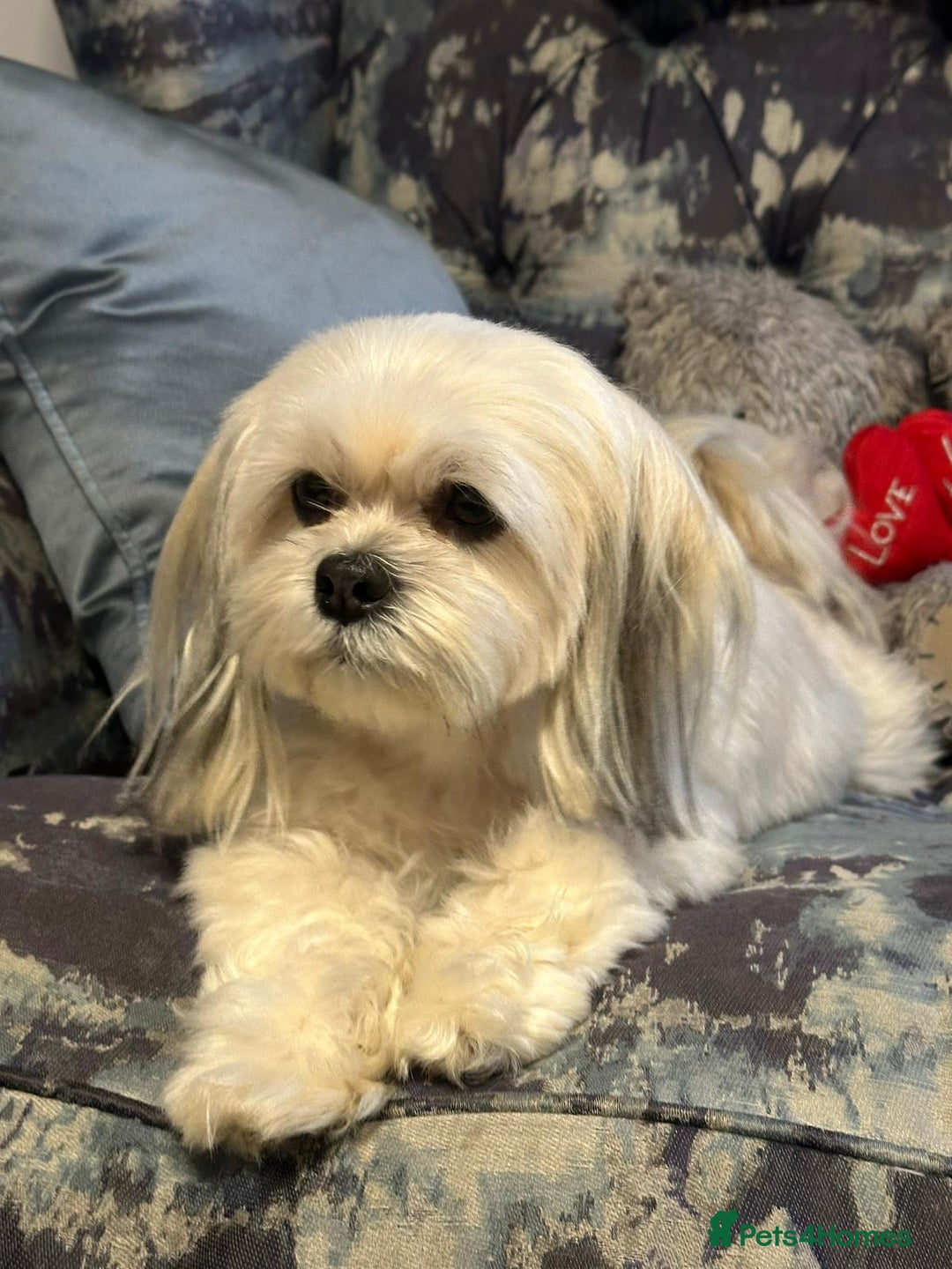 Lhasa Apso dogs for sale: Lhasa Apso Male Puppies for Sale  - Advert 2