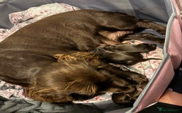 Cocker Spaniel dogs for sale: Cocker spaniel  - Image 5