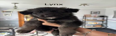 Lynx