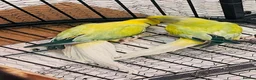 Parakeets birds for sale: Indian Ringneck parrot  - Advert 2