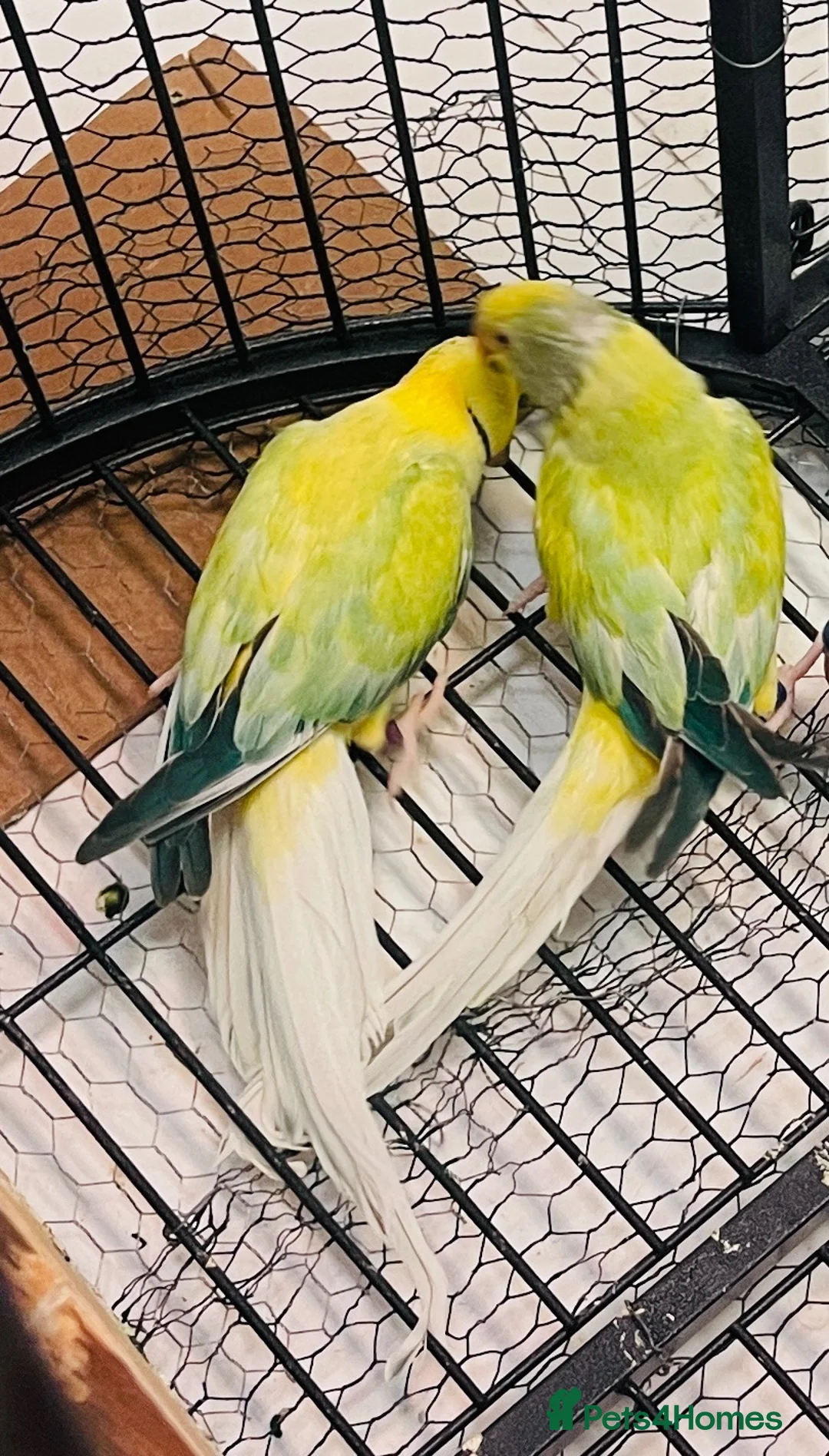Parakeets birds for sale: Indian Ringneck parrot  - Advert 2