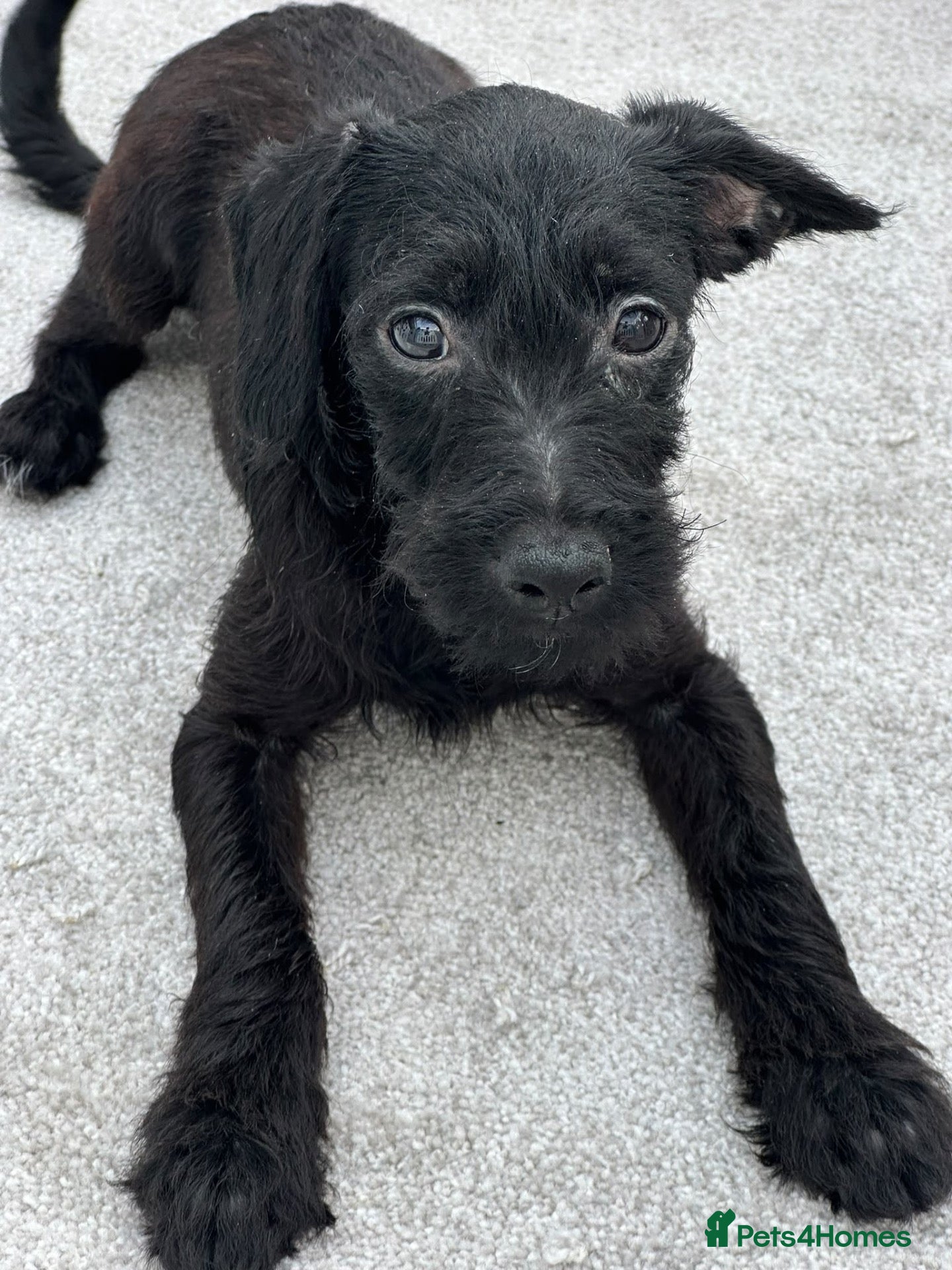 Mixed Breed dogs Last little boy, both vaccines, Ready Now 🐾 - Advert 6