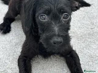 Mixed Breed dogs Last little boy, both vaccines, Ready Now 🐾 - Advert 6