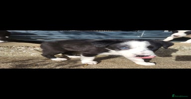 Border Collie dogs - Advert 1