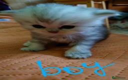 Persian cats for sale: Persian Chinchilla doll face in London - Image 4