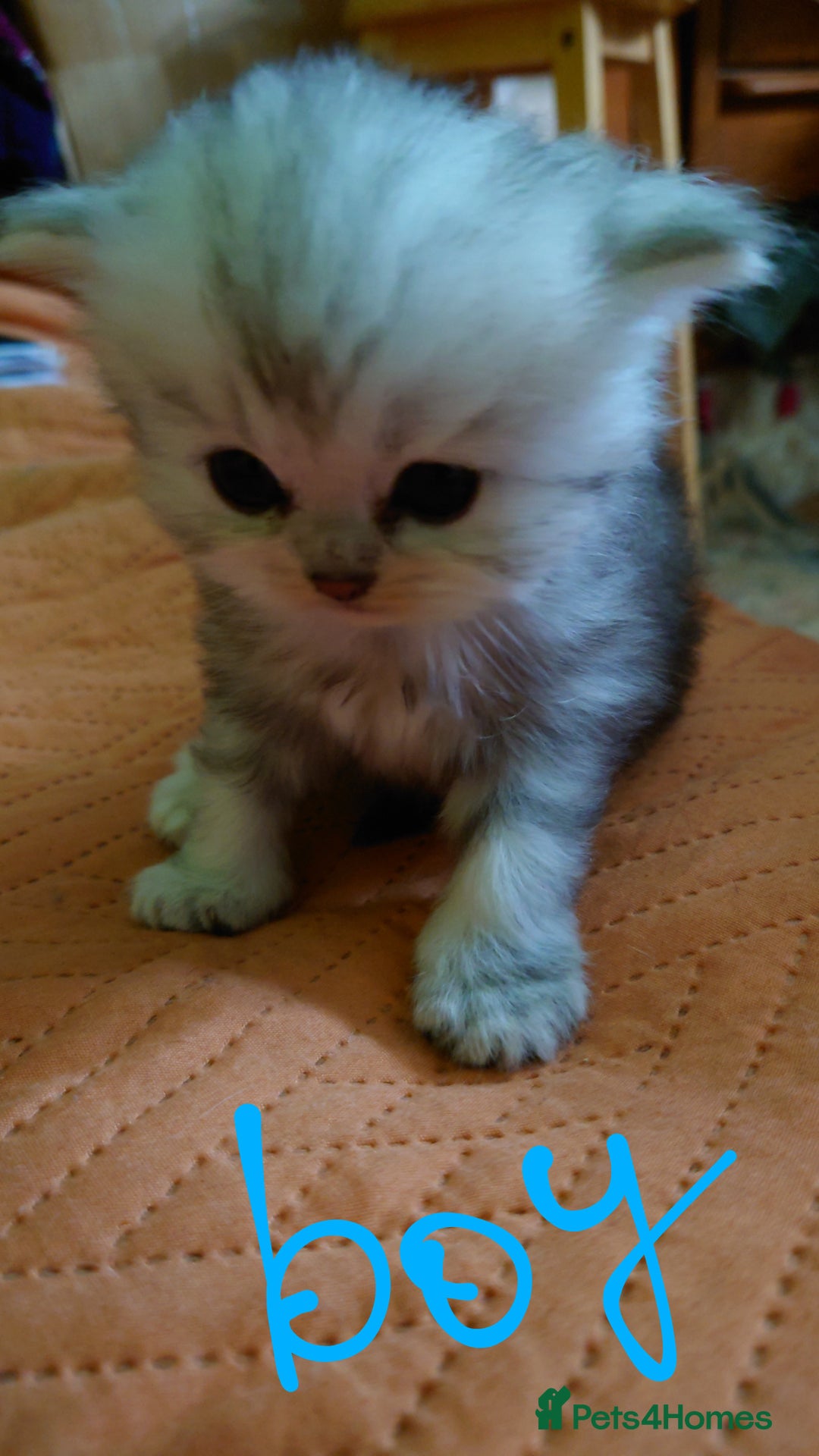 Persian cats for sale: Persian Chinchilla doll face in London - Image 4